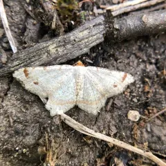Red-headed Inchworm Moth thumbnail 1