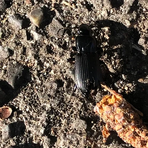 Rain Beetle