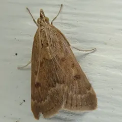 Garden Webworm Moth thumbnail 4