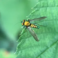 Condylostylus comatus thumbnail 3