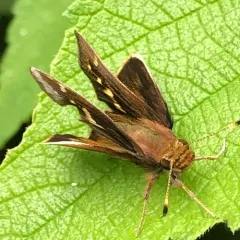 Zabulon Skipper thumbnail 2