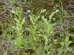 large-seeded forget-me-not thumbnail 4