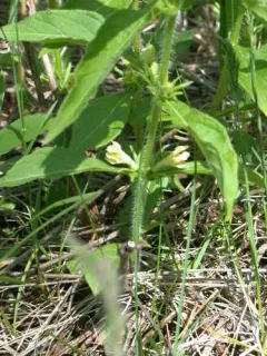 yellow horse-gentian thumbnail 3