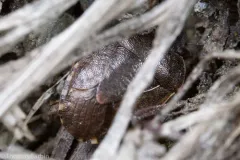 Holcostethus tristis thumbnail 1