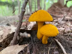 flaming gold bolete thumbnail 4
