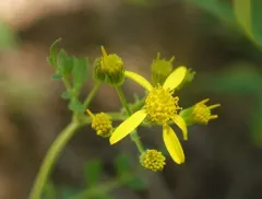 Flett's Ragwort thumbnail 3
