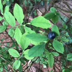 Oval-leaf Blueberry thumbnail 4