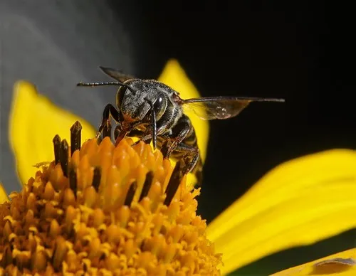 Say's Cuckoo Leafcutter Bee