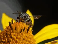 Say's Cuckoo Leafcutter Bee thumbnail 1
