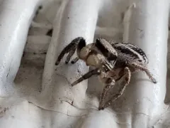 Habronattus cuspidatus thumbnail 1