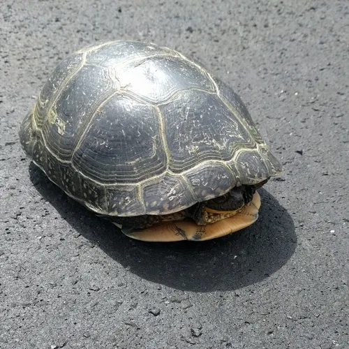 Blanding's Turtle