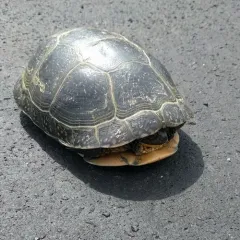 Blanding's Turtle