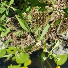 northern bugleweed thumbnail 3