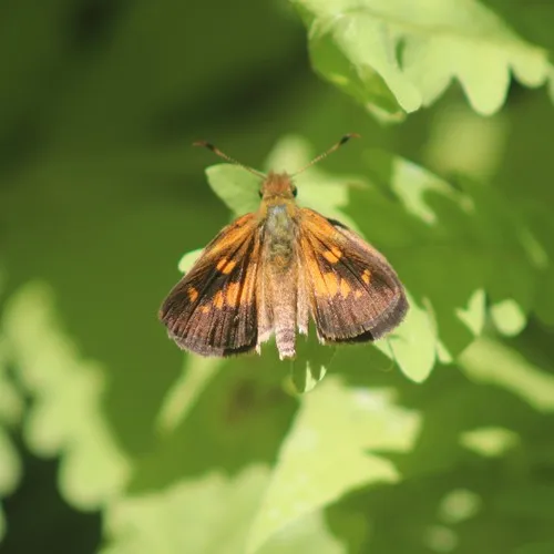 Broad-winged Skipper