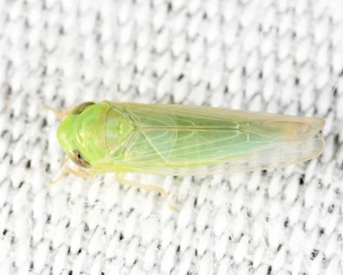 Chlorotettix balli