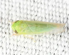 Chlorotettix balli thumbnail 1