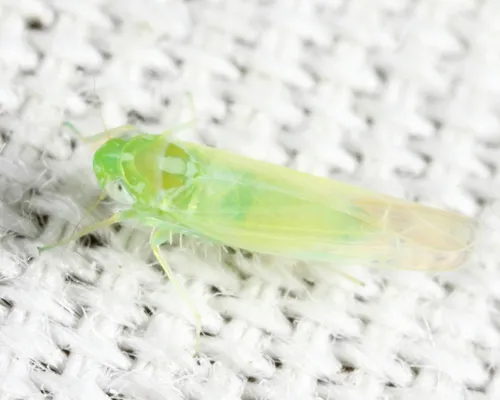 Hebata zanclus