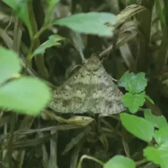 Discolored Renia Moth thumbnail 1