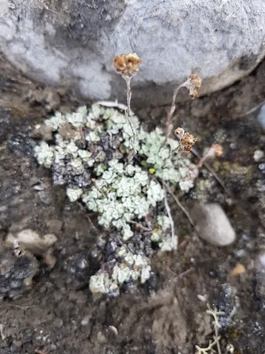 denseleaf pussytoes