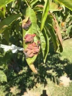 Peach Leaf Curl thumbnail 2