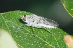 Spiriverpa albiceps thumbnail 2