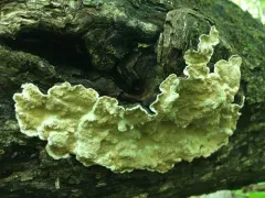 Cystostereum murrayi thumbnail 4