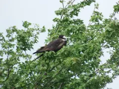 Magnificent Frigatebird thumbnail 3