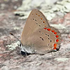 Coral Hairstreak thumbnail 4