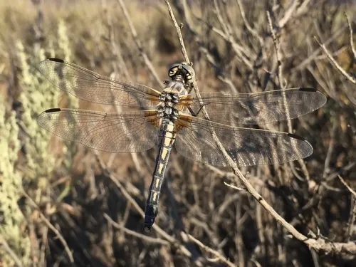 Bleached Skimmer