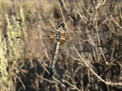 Bleached Skimmer thumbnail 1