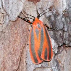 Scarlet-winged Lichen Moth thumbnail 3