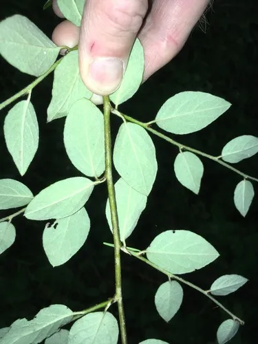 Fang's Cotoneaster