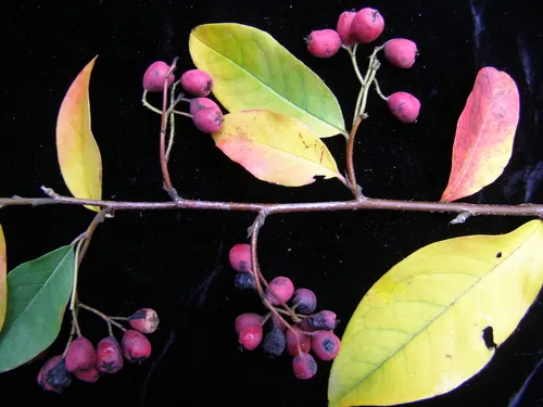 Gamble's Cotoneaster