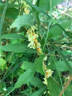 Buttonbush Dodder thumbnail 2