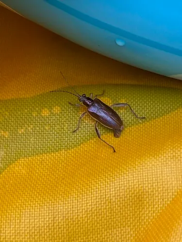 Pale pond lily leaf beetle