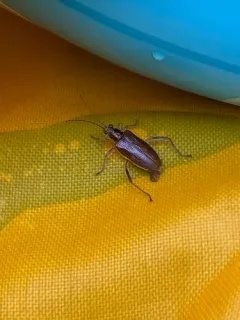 Pale pond lily leaf beetle thumbnail 1