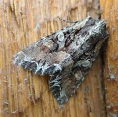 Nevada Arches Moth thumbnail 3