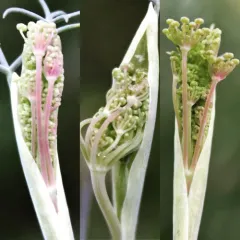 fennel thumbnail 3