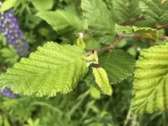 Agrilus pensus thumbnail 3