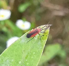 Lopidea instabilis thumbnail 3