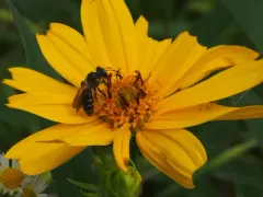Yellow-faced Miner Bee thumbnail 3