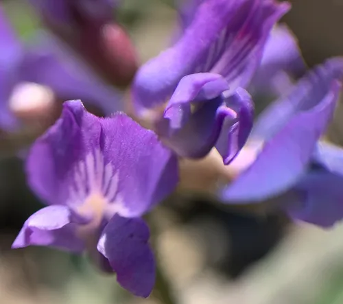 Nodding Locoweed