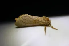 Phymatopus hectoides thumbnail 3