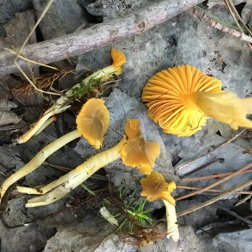 Parrot Mushroom