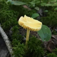 Yellow Unicorn Entoloma thumbnail 3