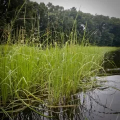 annual wild rice thumbnail 4