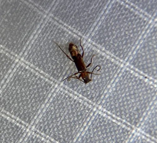 Nathrius brevipennis