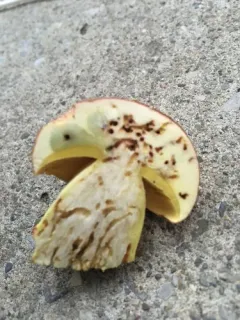 Butyriboletus taughannockensis thumbnail 4