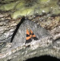 Meske's Underwing Moth thumbnail 1