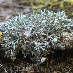 Fringed Rosette Lichen thumbnail 1